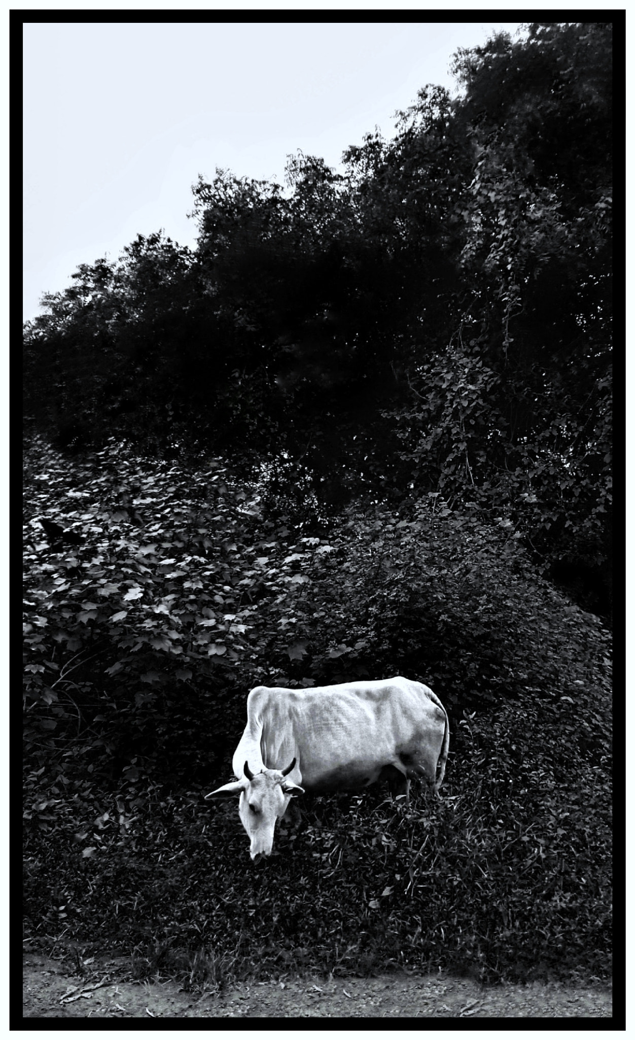 A Five-legged Cow in the hills.. Smartphone capture..  To find out more, read the Description...
