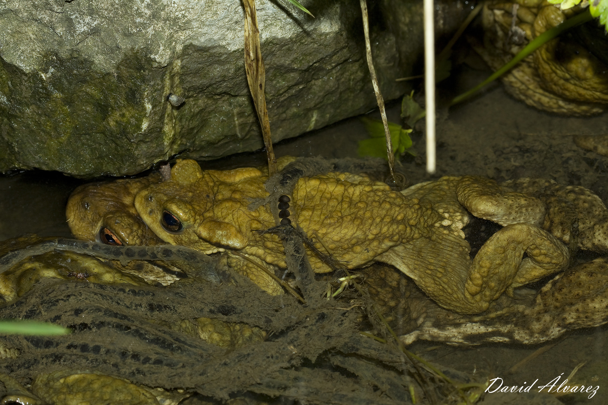 Bufo spinosus