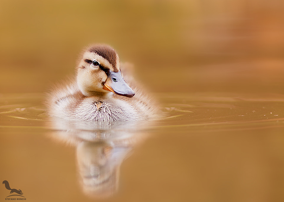 Portrait by Stefano Ronchi on 500px.com