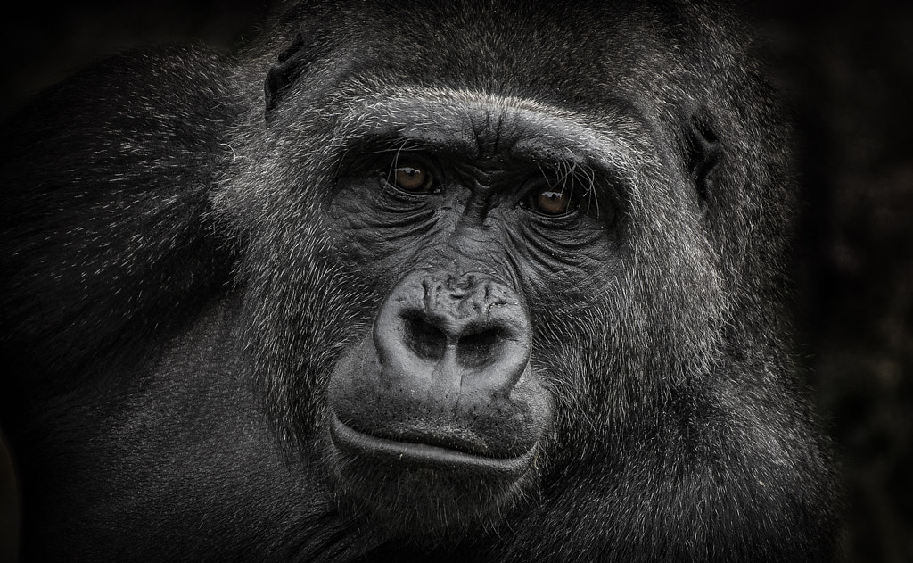 Female gorilla at Bristol zoo by Arnau Bolet on 500px.com