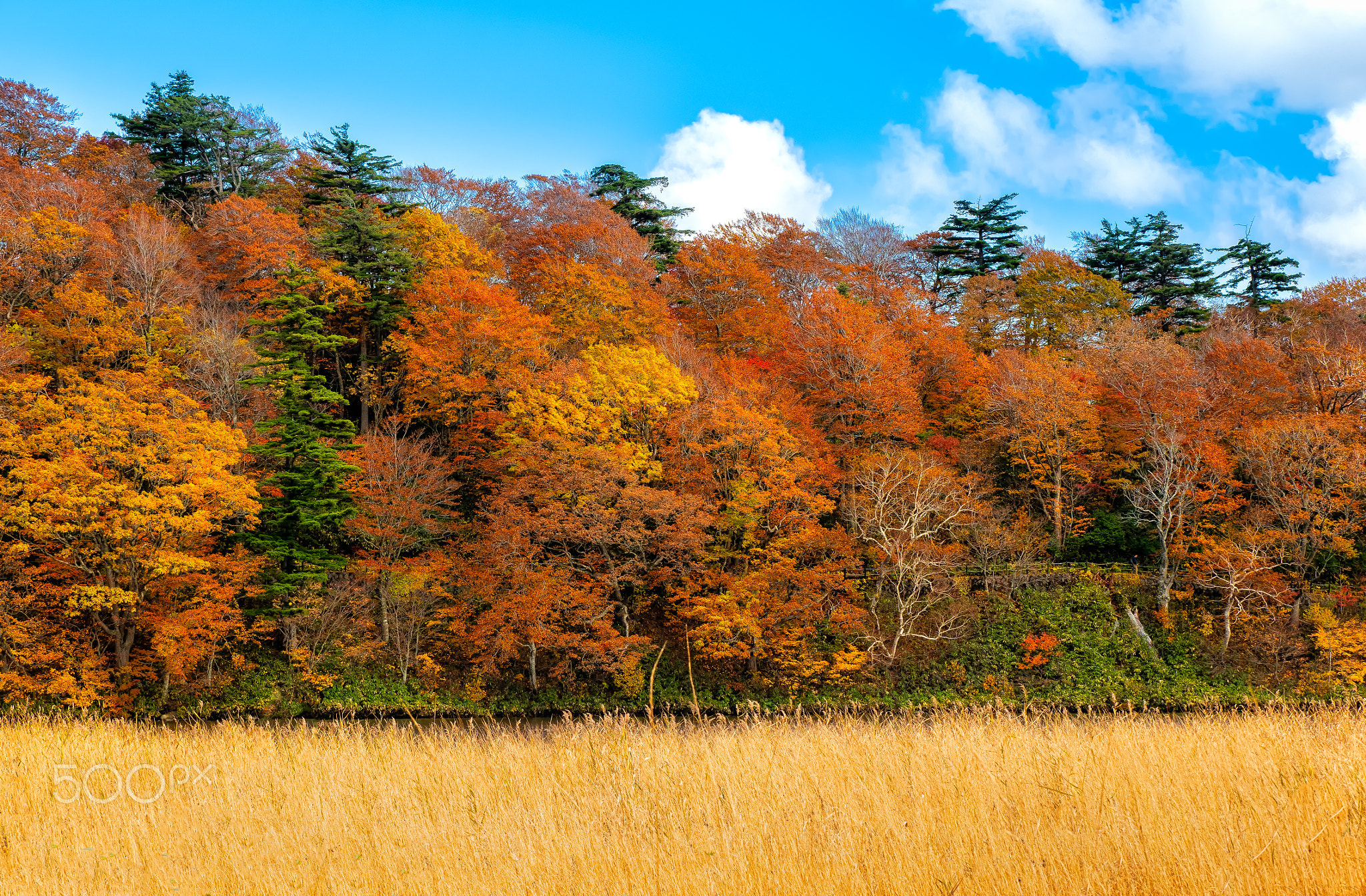 Autumn Leaves background with blue sky in sunny day. A wonderful