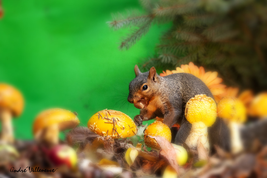 La champignoniere by Andre Villeneuve on 500px.com