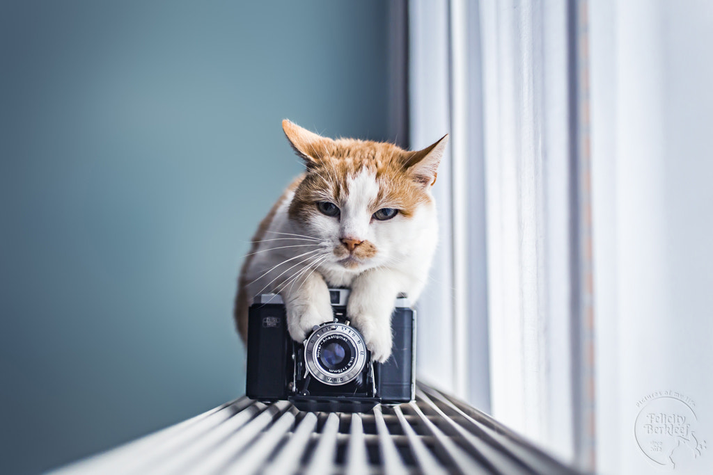 Say Cheese by Felicity Berkleef on 500px.com