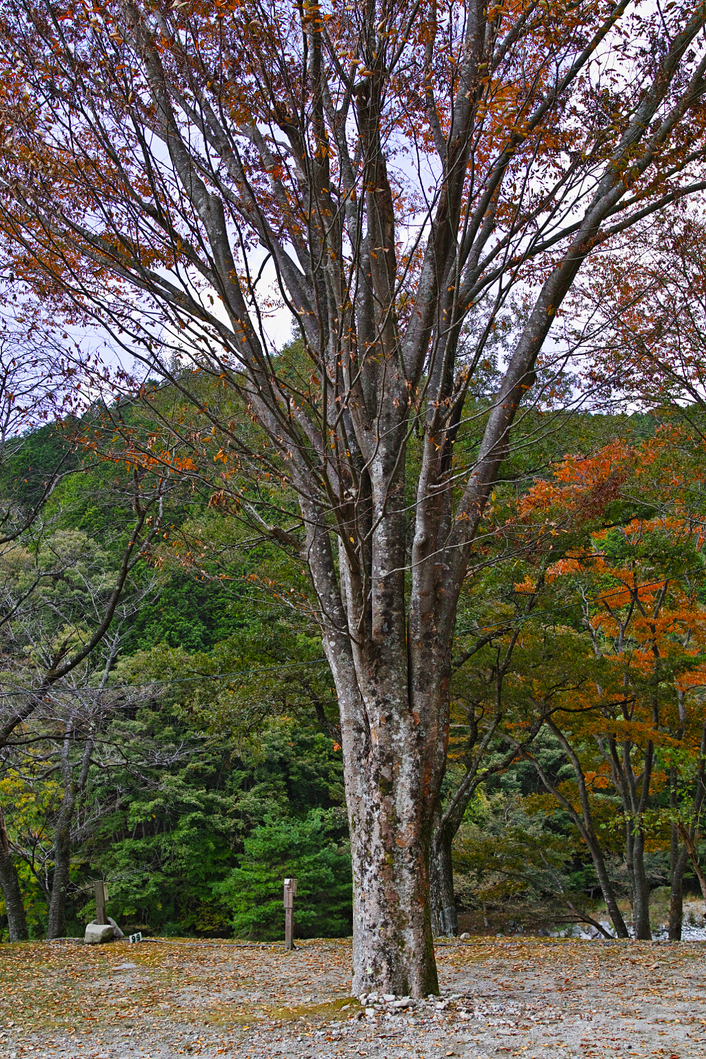 500px.comのfotois youさんによるTanzawa Japan early autumn