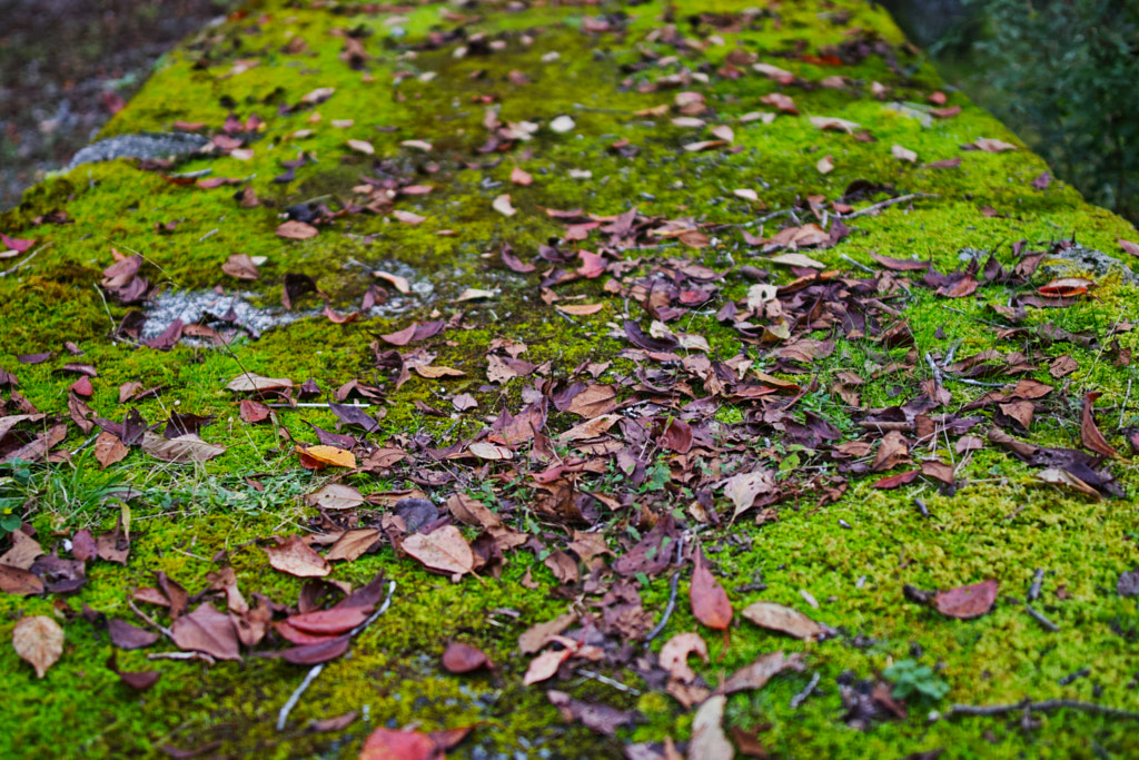 500px.comのfotois youさんによるTanzawa Japan early autumn