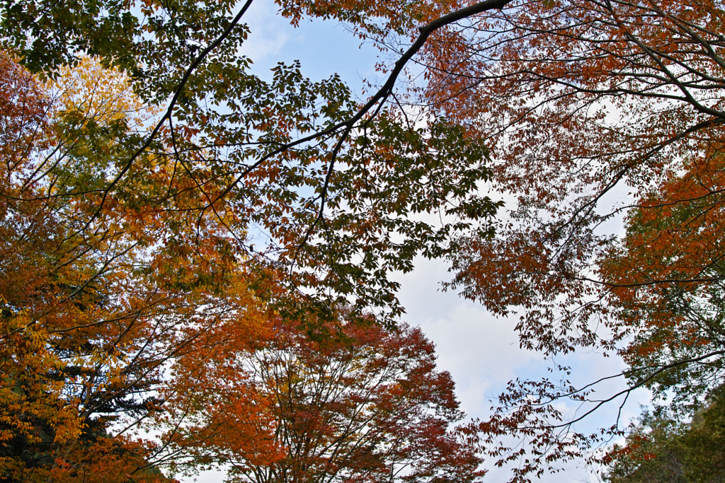 500px.comのfotois youさんによるTanzawa Japan early autumn