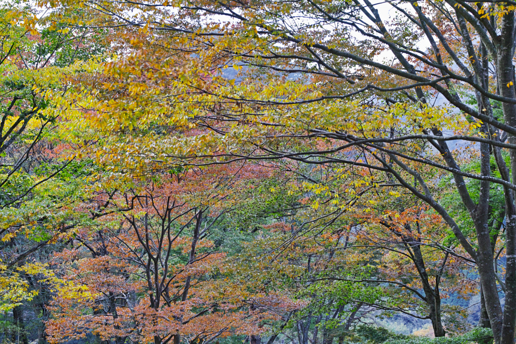 Tanzawa Japan early autumn by fotois you on 500px.com