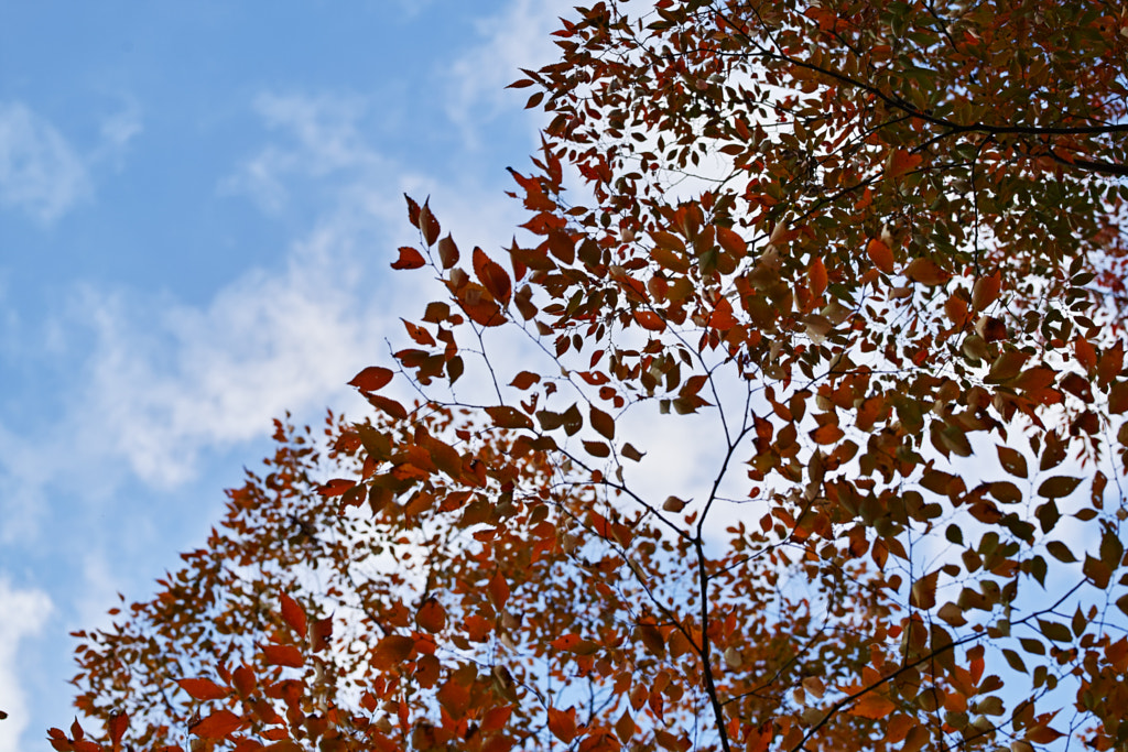 Tanzawa Japan early autumn by fotois you on 500px.com