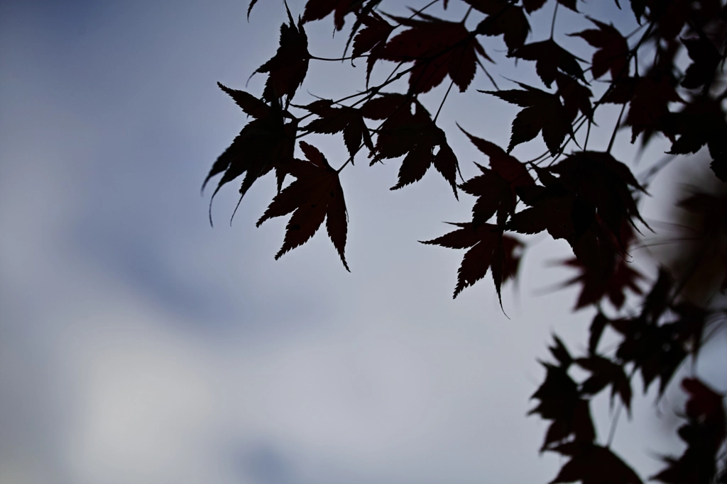 Tanzawa Japan early autumn by fotois you on 500px.com