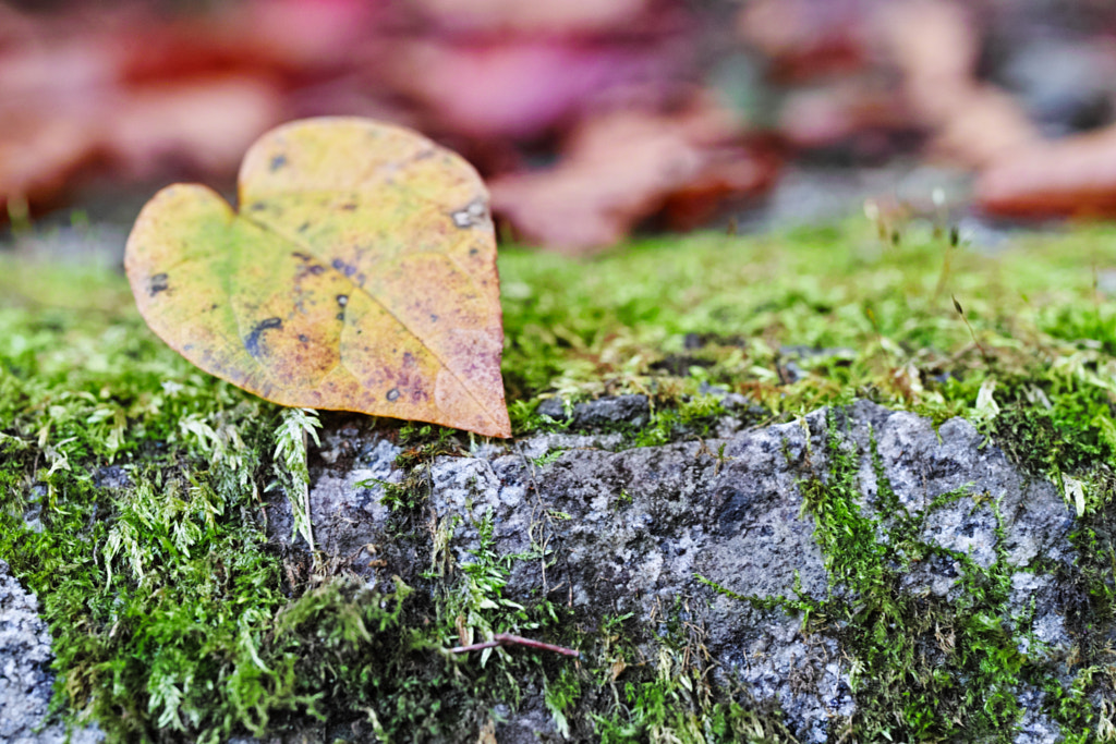 Tanzawa Japan early autumn by fotois you on 500px.com