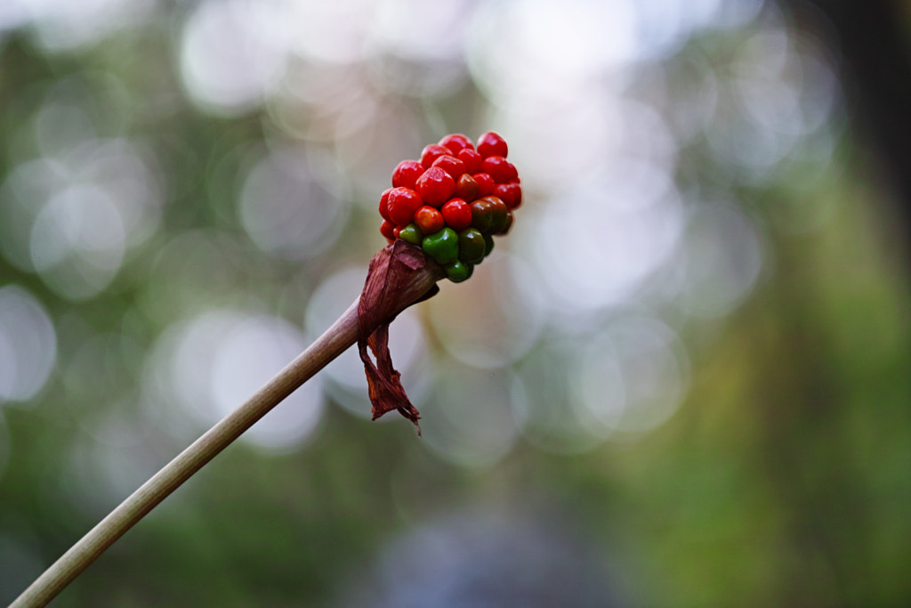 Tanzawa Japan early autumn by fotois you on 500px.com