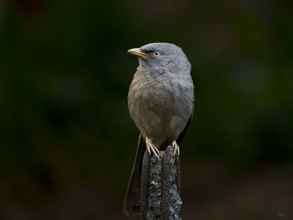 Babbling Beauty by Vishal on 500px.com