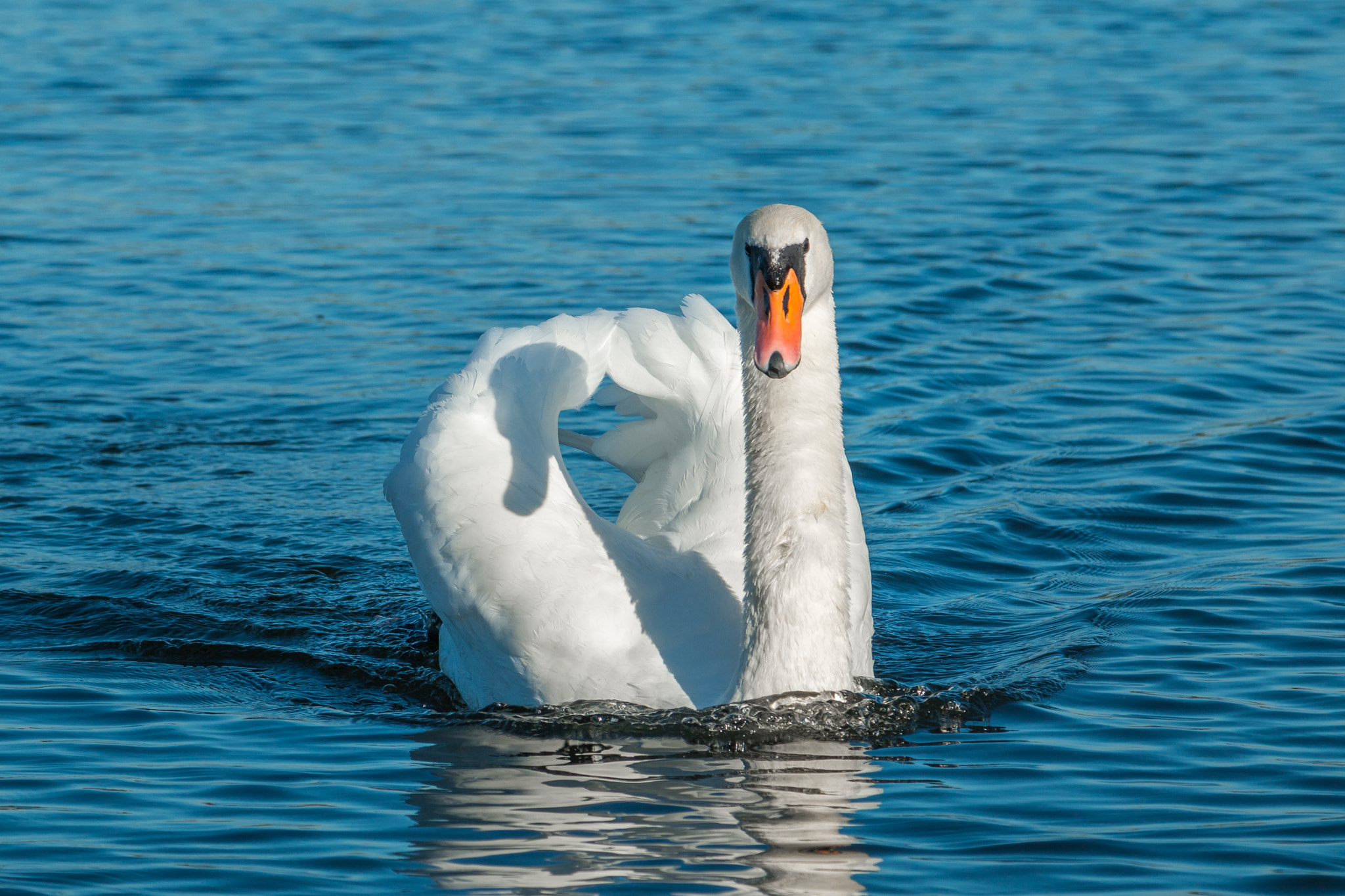 Swanning Around