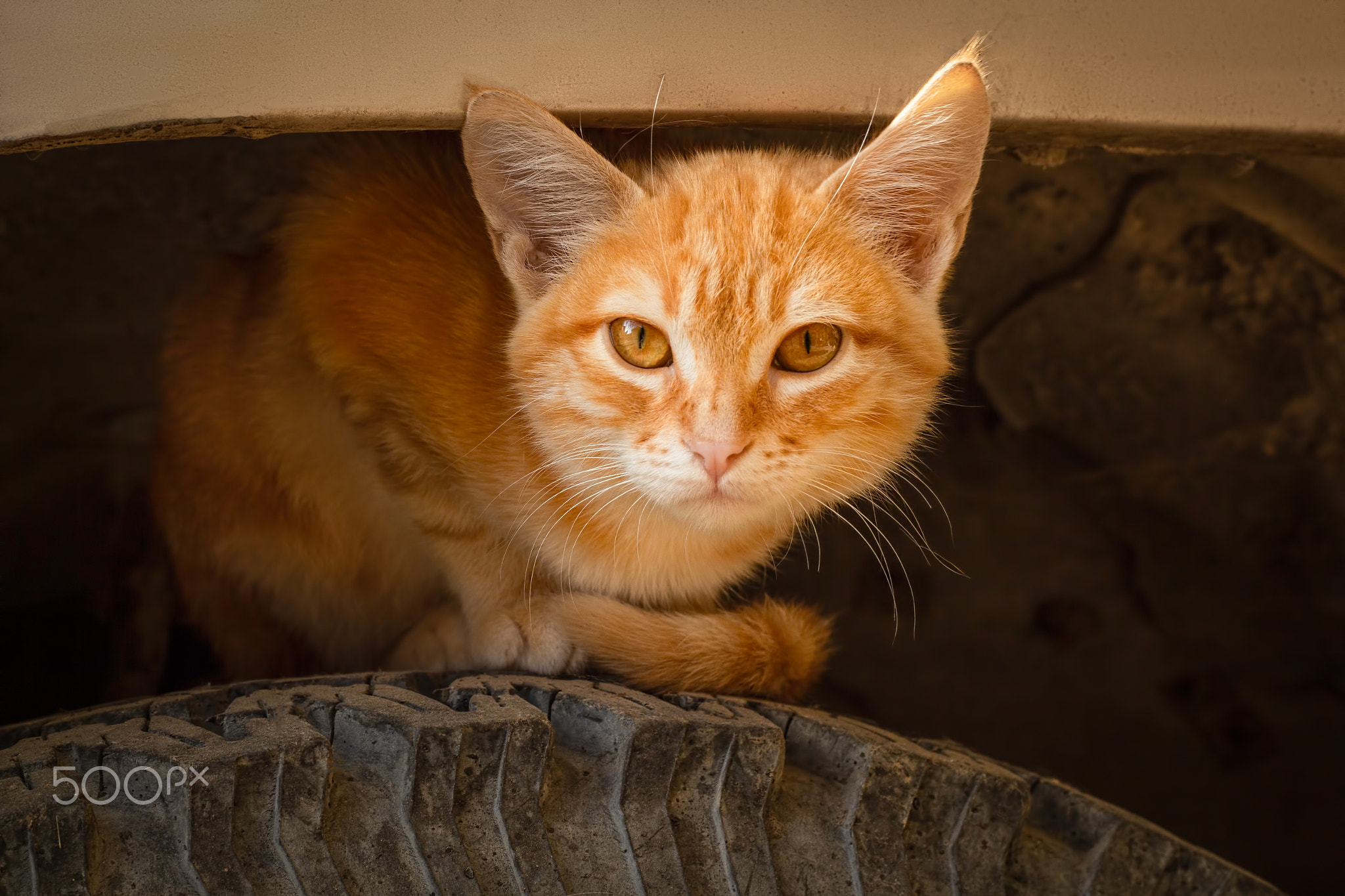 Ginger striped kitten sits on the wheel of a car under the wing