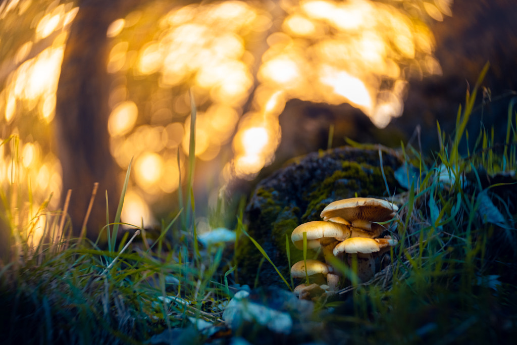 mushrooms in autumn by Ronald Arevalo on 500px.com