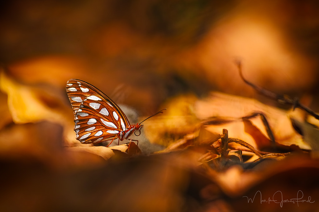 AMONGST THE LEAVES by Mark James Ford on 500px.com