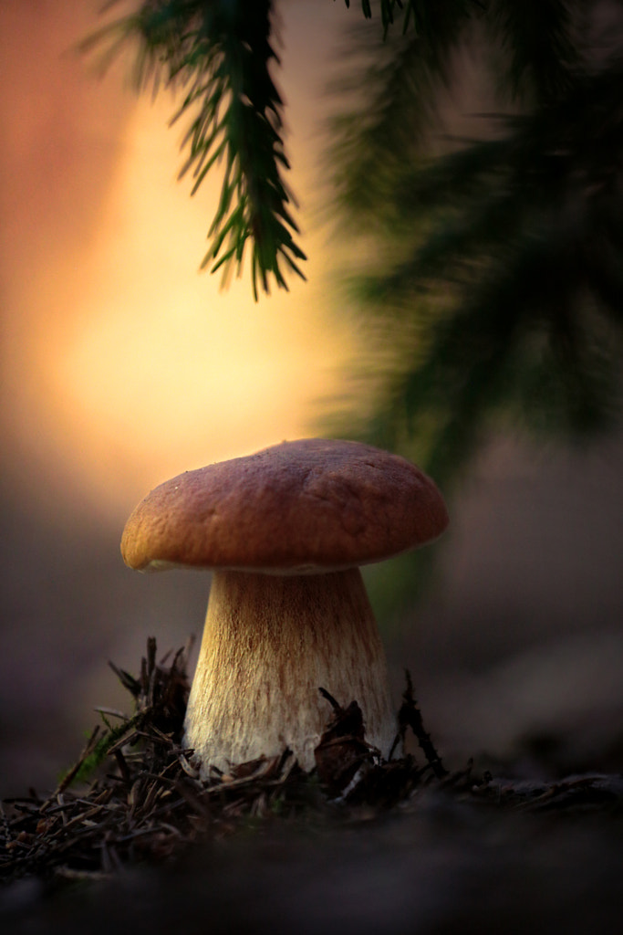 *** by Vadim Morozov on 500px.com