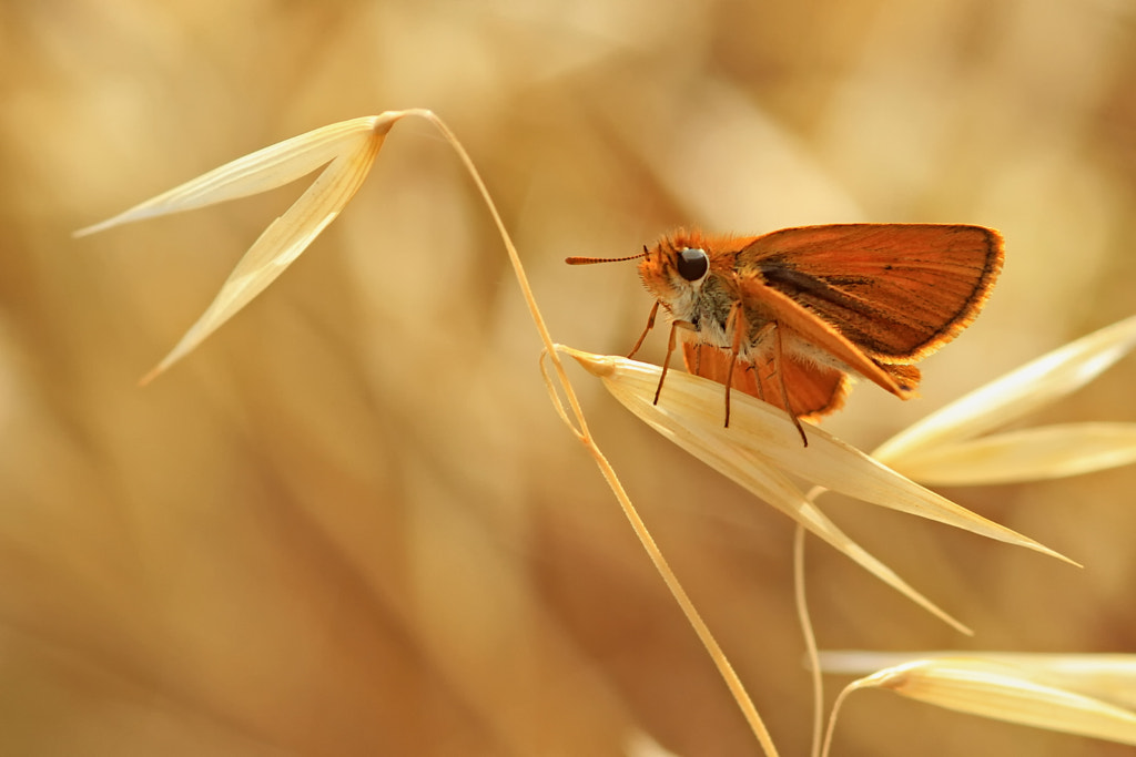 Gold by Necdet Yasar on 500px.com