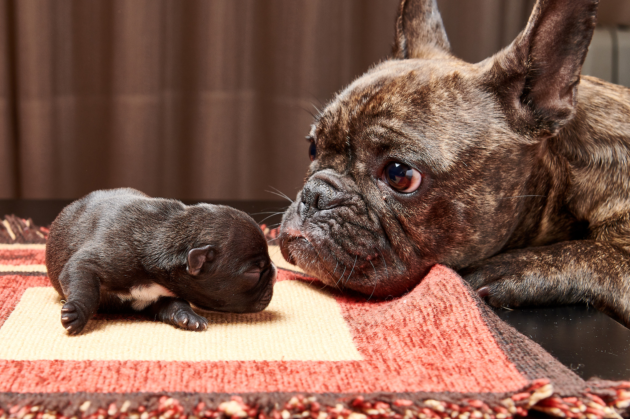 Pet New Born - 3 days old