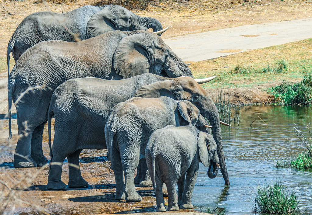 African Elephants, автор — Assaf Goldberg на 500px.com
