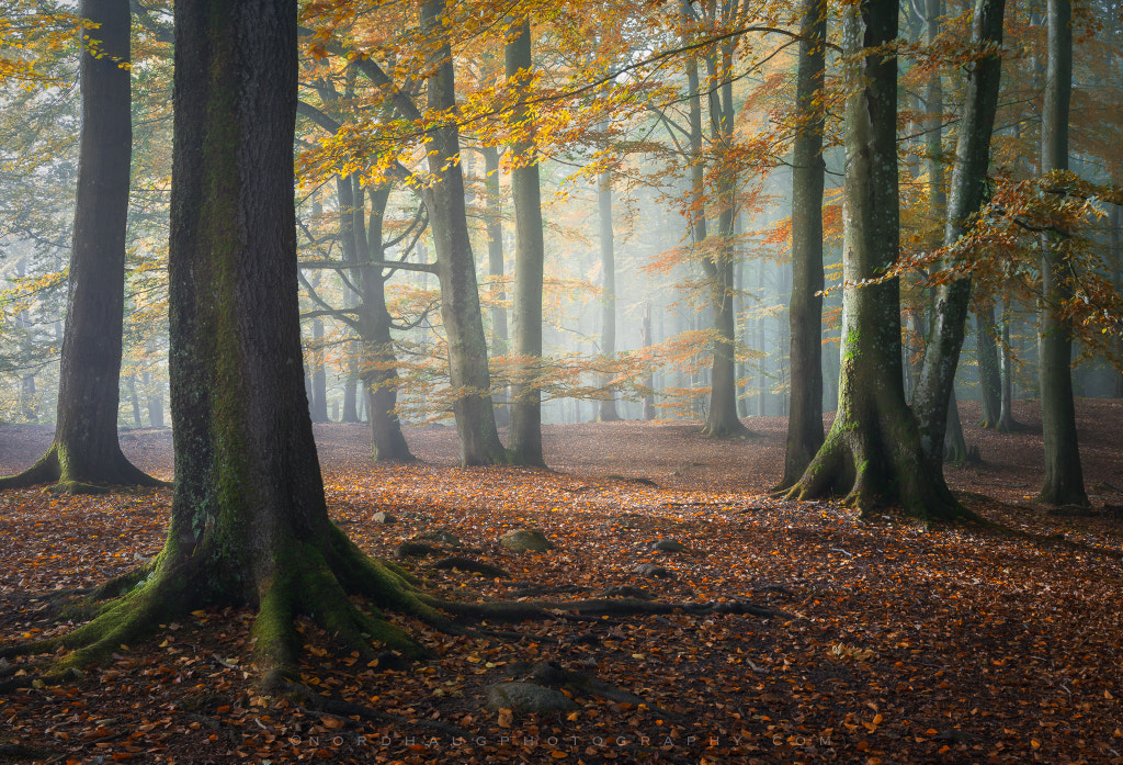 dag-ole-nordhaug-nordhaug-photography-photos-500px