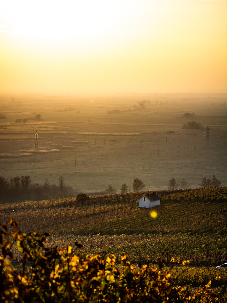 Golden autumn by Adrienn Herendy on 500px.com