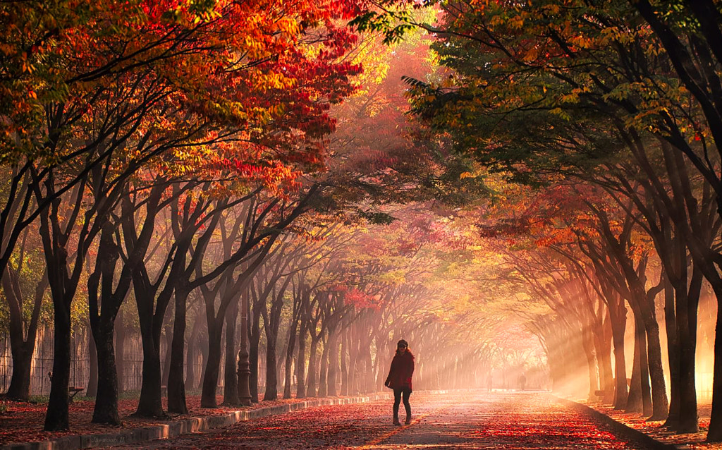 Autumn Light by Jaewoon U on 500px.com