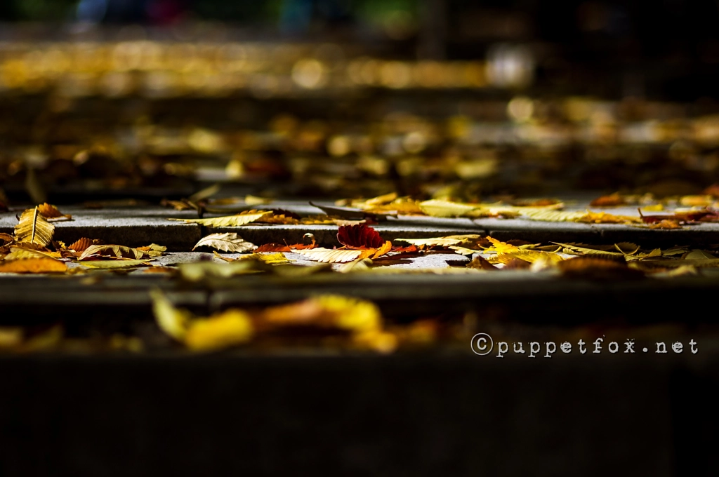 Fallen leaves under the autumn light by Jason J. Hong on 500px.com