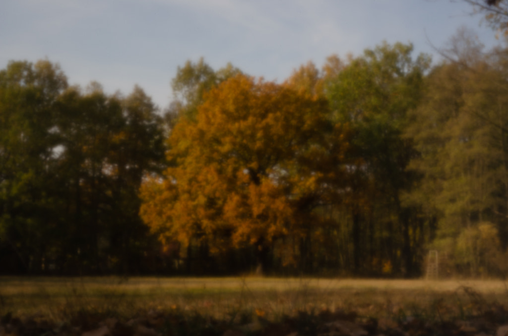 tree II von dirk derbaum auf 500px.com