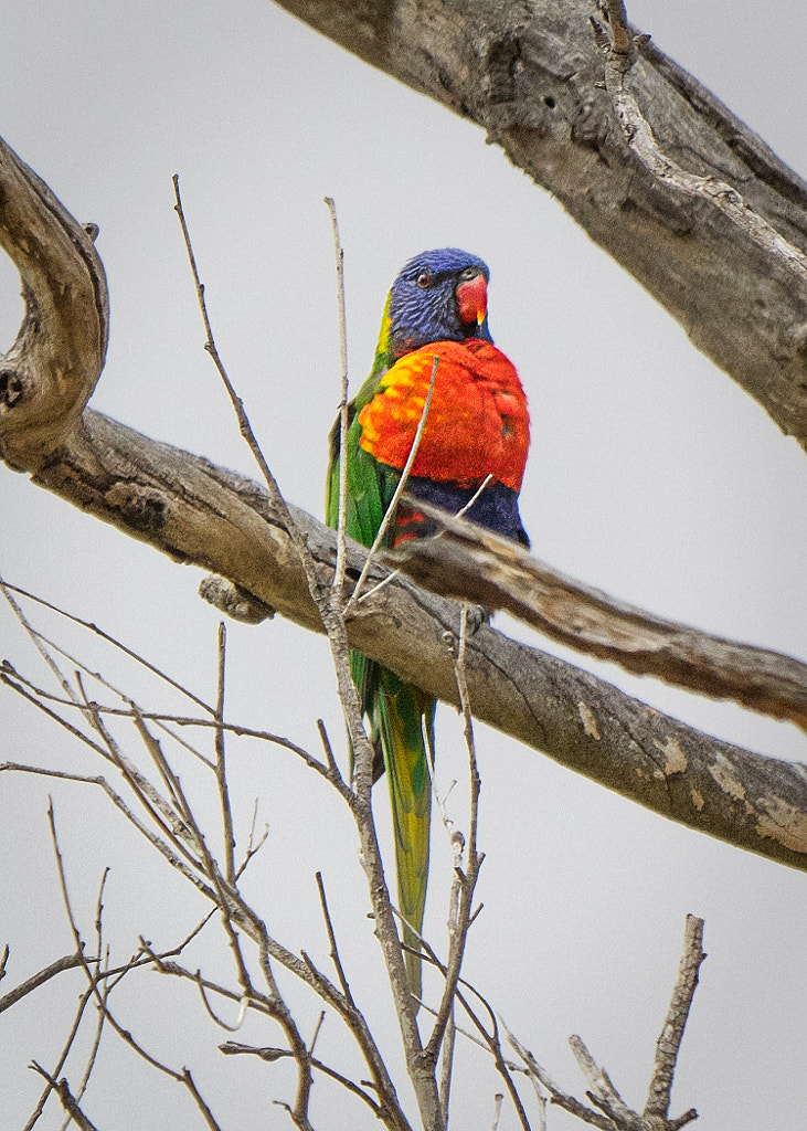 Lakesided Walk - Thomsons Lake by Paul Amyes on 500px.com