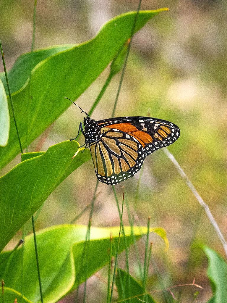 Lakesided Walk - Thomsons Lake by Paul Amyes on 500px.com
