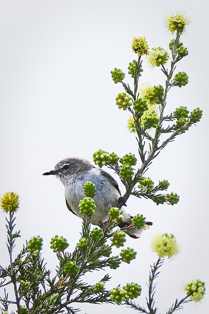 Lakesided Walk - Thomsons Lake by Paul Amyes on 500px.com