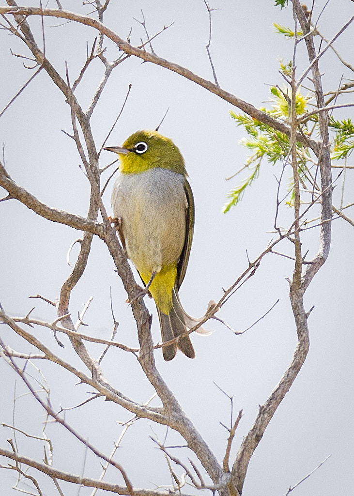 Lakesided Walk - Thomsons Lake by Paul Amyes on 500px.com