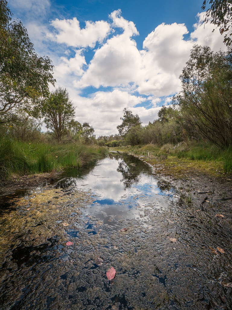Lakesided Walk - Thomsons Lake by Paul Amyes on 500px.com