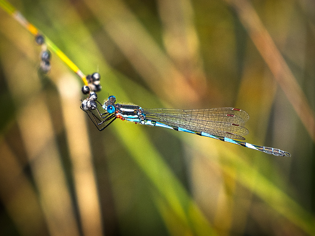 Lakesided Walk - Thomsons Lake by Paul Amyes on 500px.com