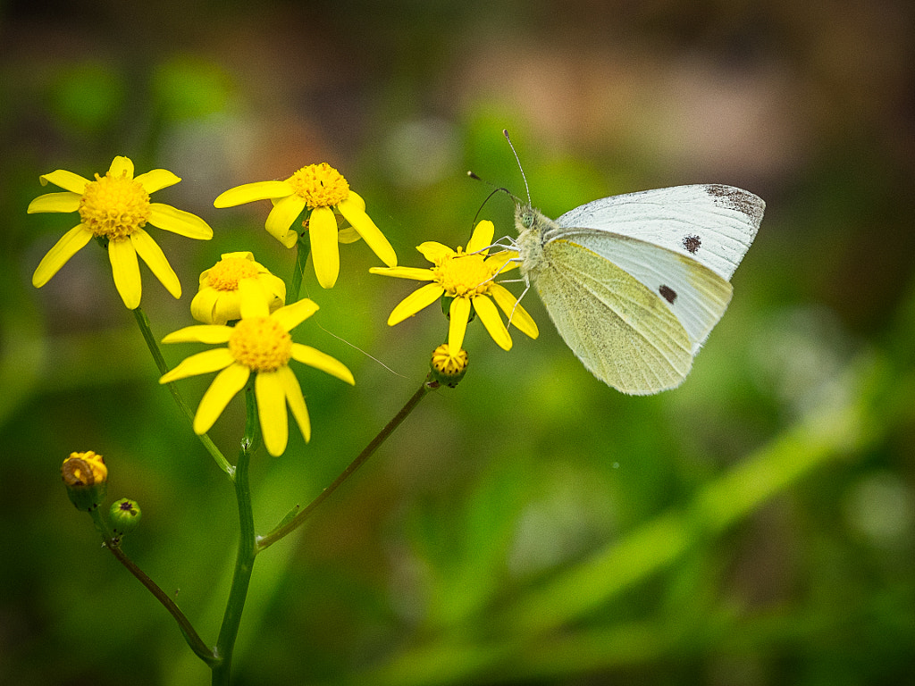 Lakesided Walk - Thomsons Lake by Paul Amyes on 500px.com