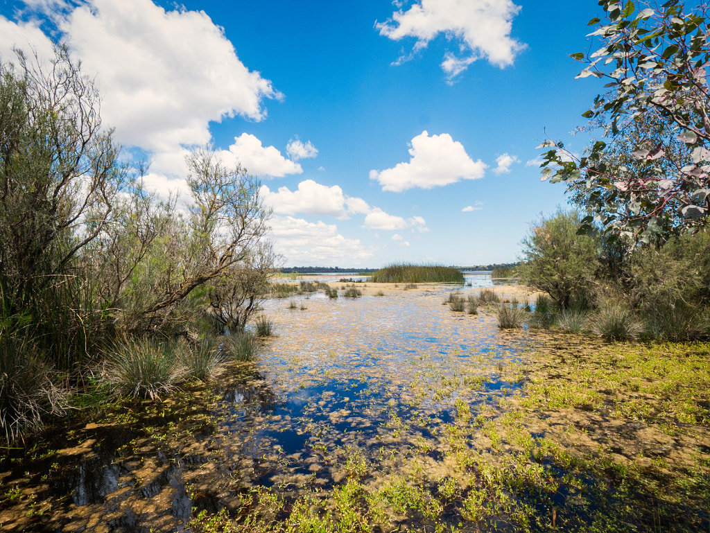 Lakesided Walk - Thomsons Lake by Paul Amyes on 500px.com
