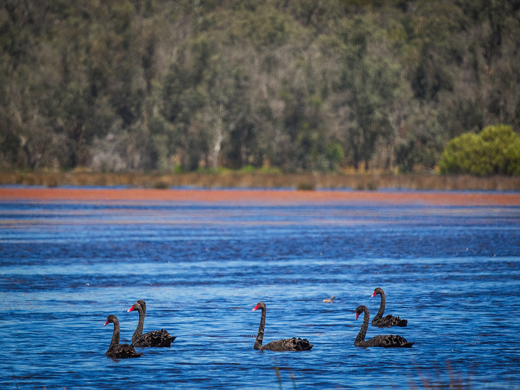 Lakesided Walk - Thomsons Lake by Paul Amyes on 500px.com
