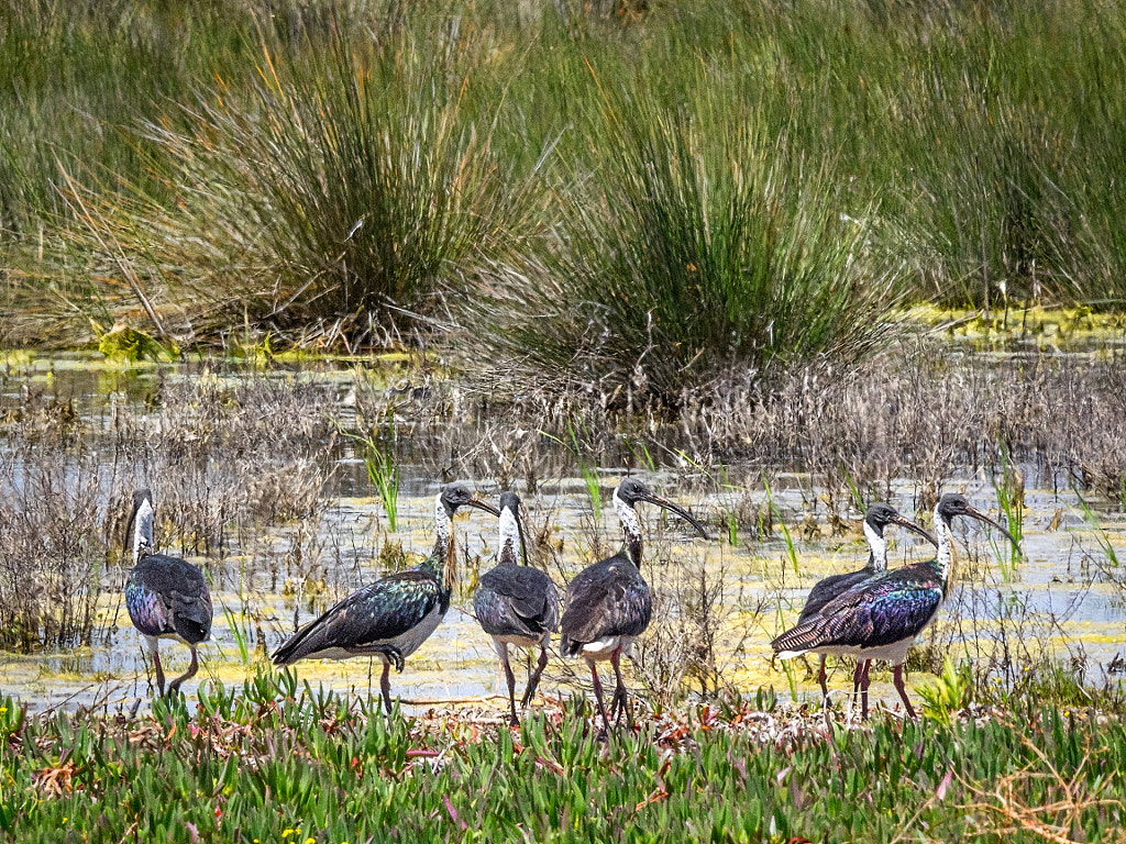 Lakesided Walk - Thomsons Lake by Paul Amyes on 500px.com