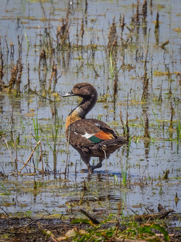 Lakesided Walk - Thomsons Lake by Paul Amyes on 500px.com