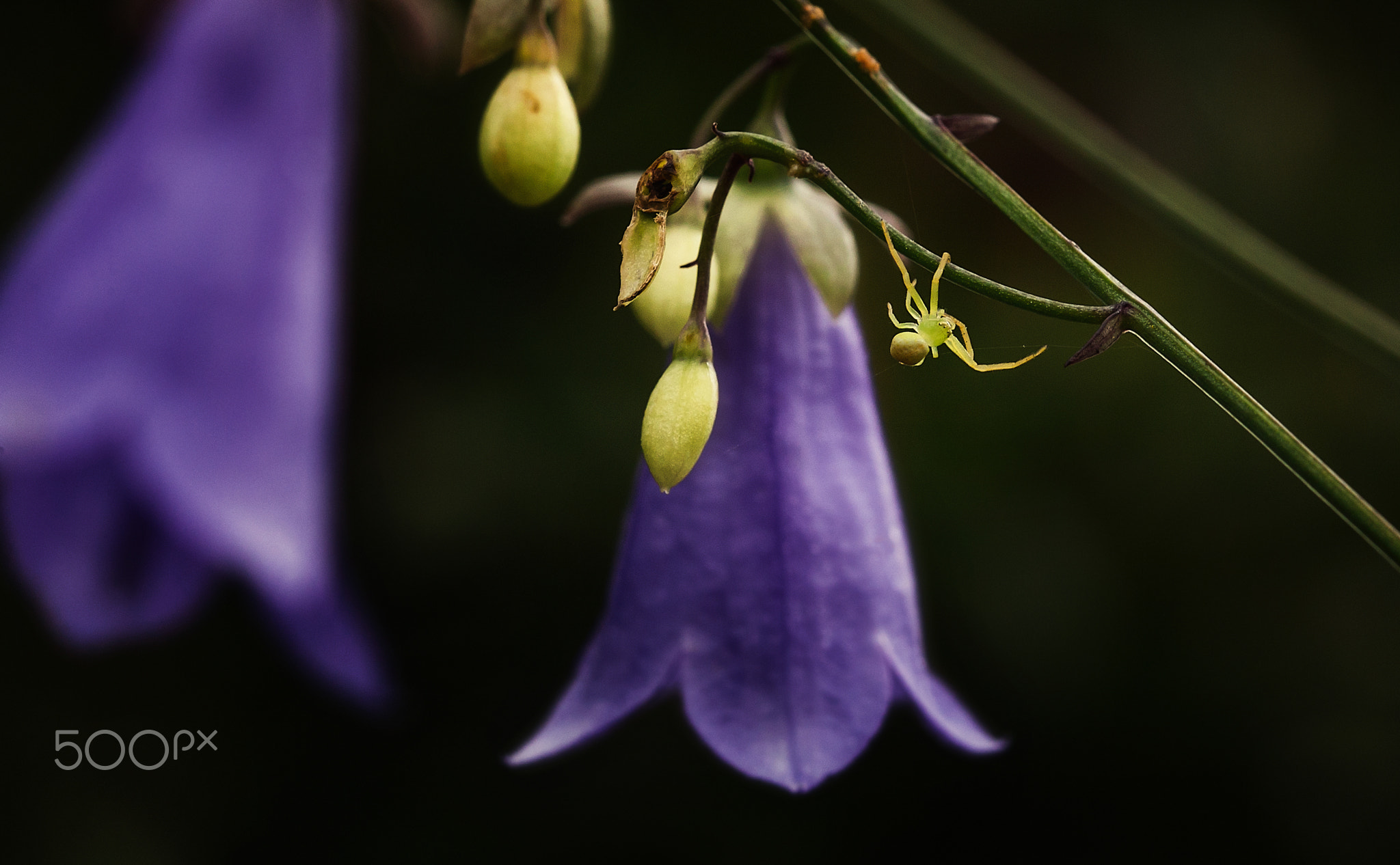 空中芭蕾