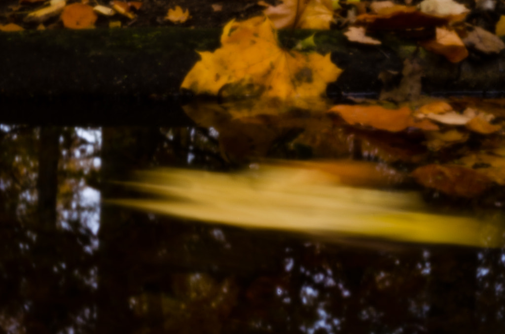 leaves von dirk derbaum auf 500px.com