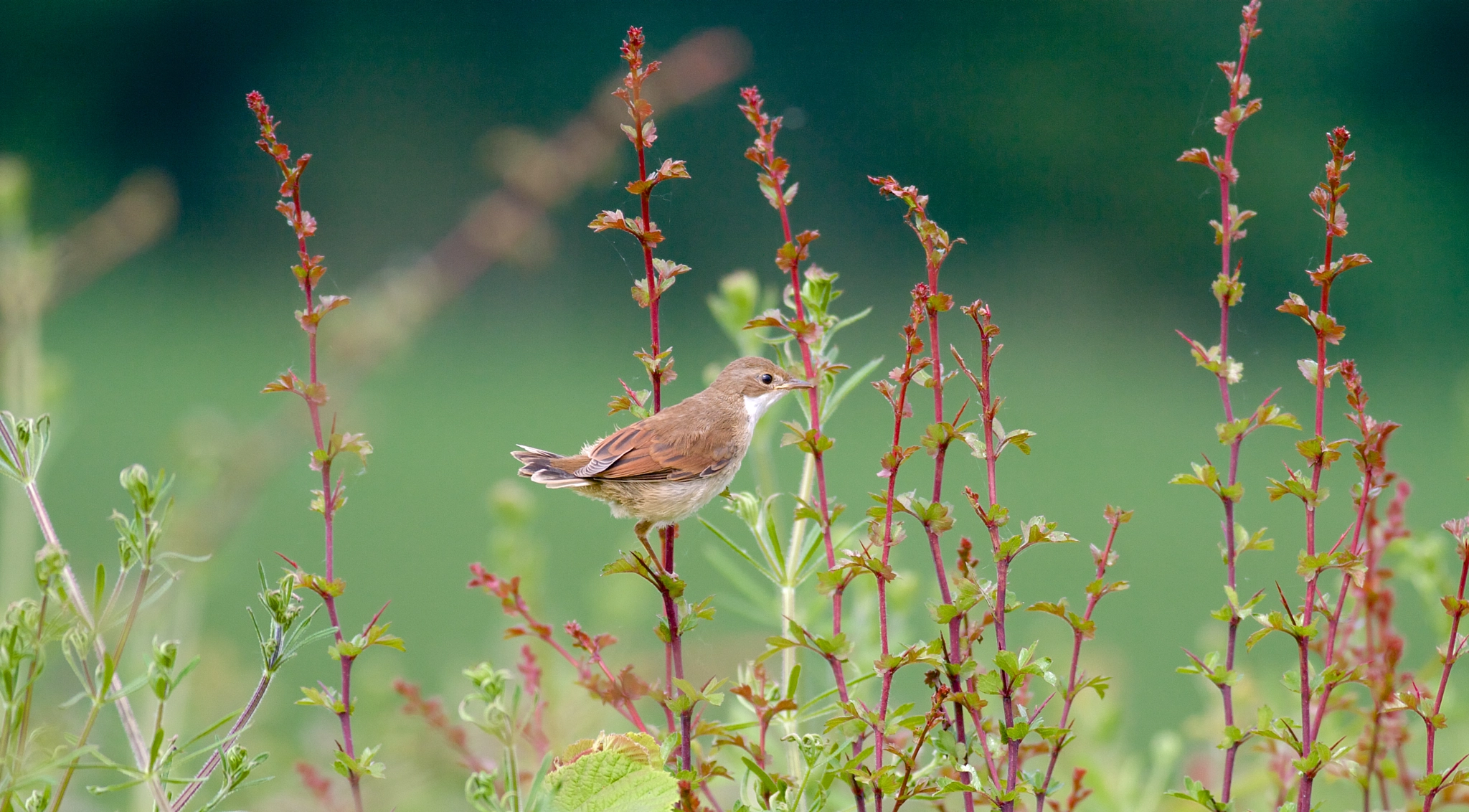 JUVENILE WHITETHROAT AT WIGMORE ABBEY