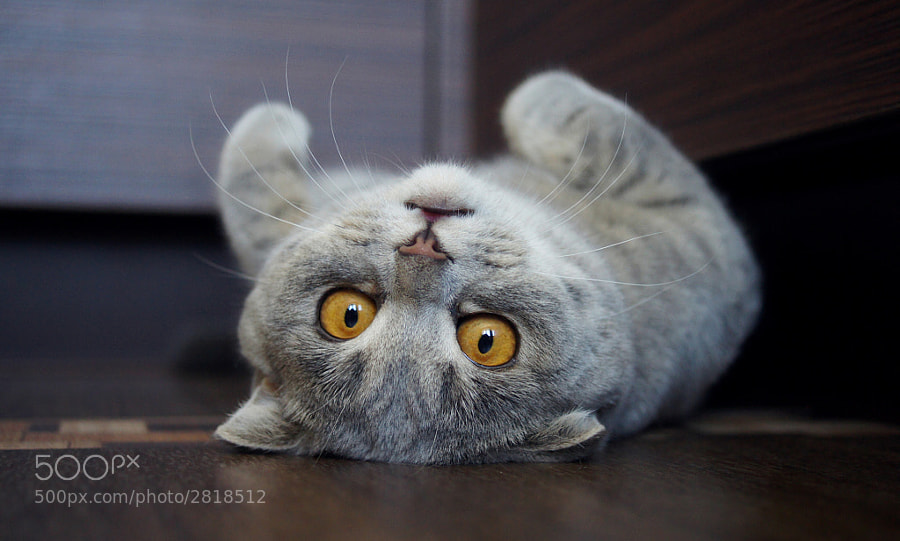 Upside Down by Alina Esther