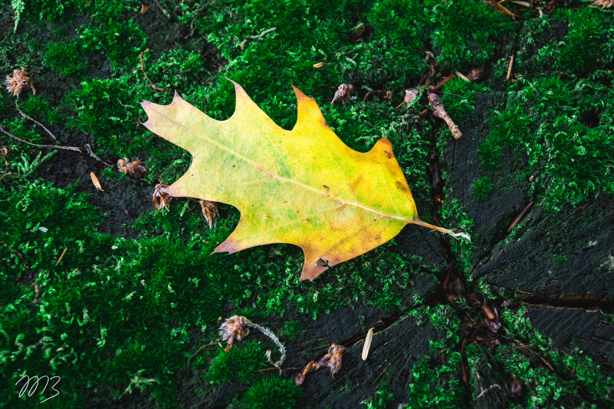 Lonesome Leaf