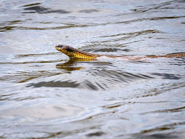 Herdsman Lake Loop Walk by Paul Amyes on 500px.com