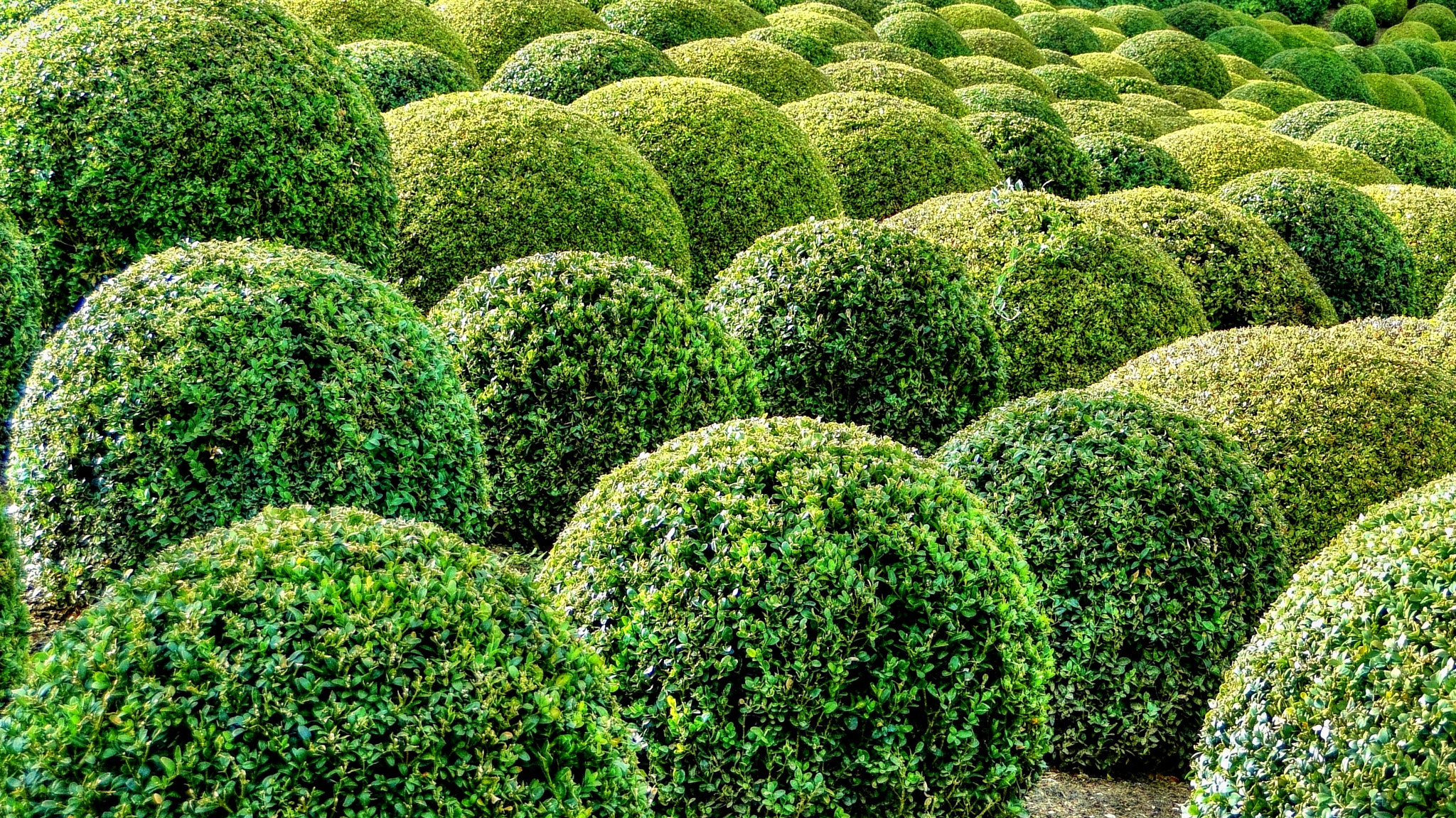 Bush balls by Tomáš Kulich / 500px