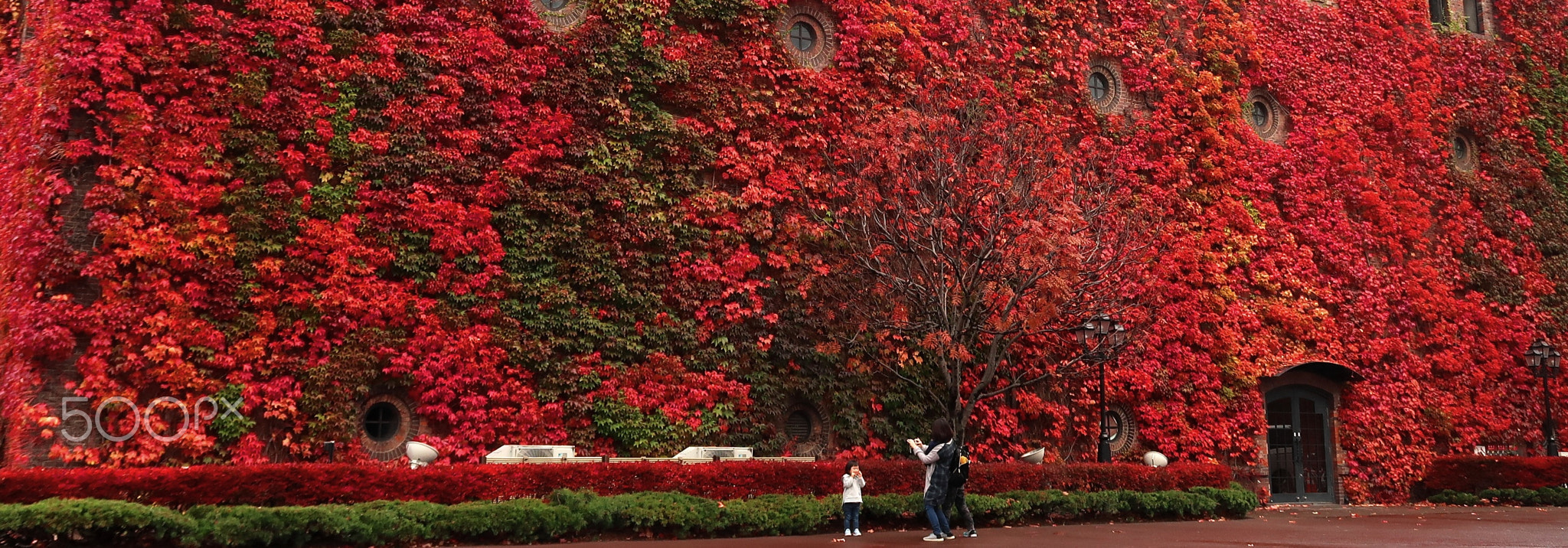 HOKKAIDO X / Autumn - Color 29