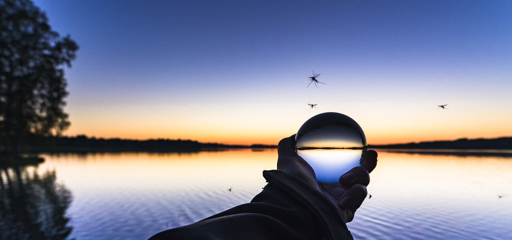 Lord of the mosquitoes by Markus Kauppinen on 500px.com