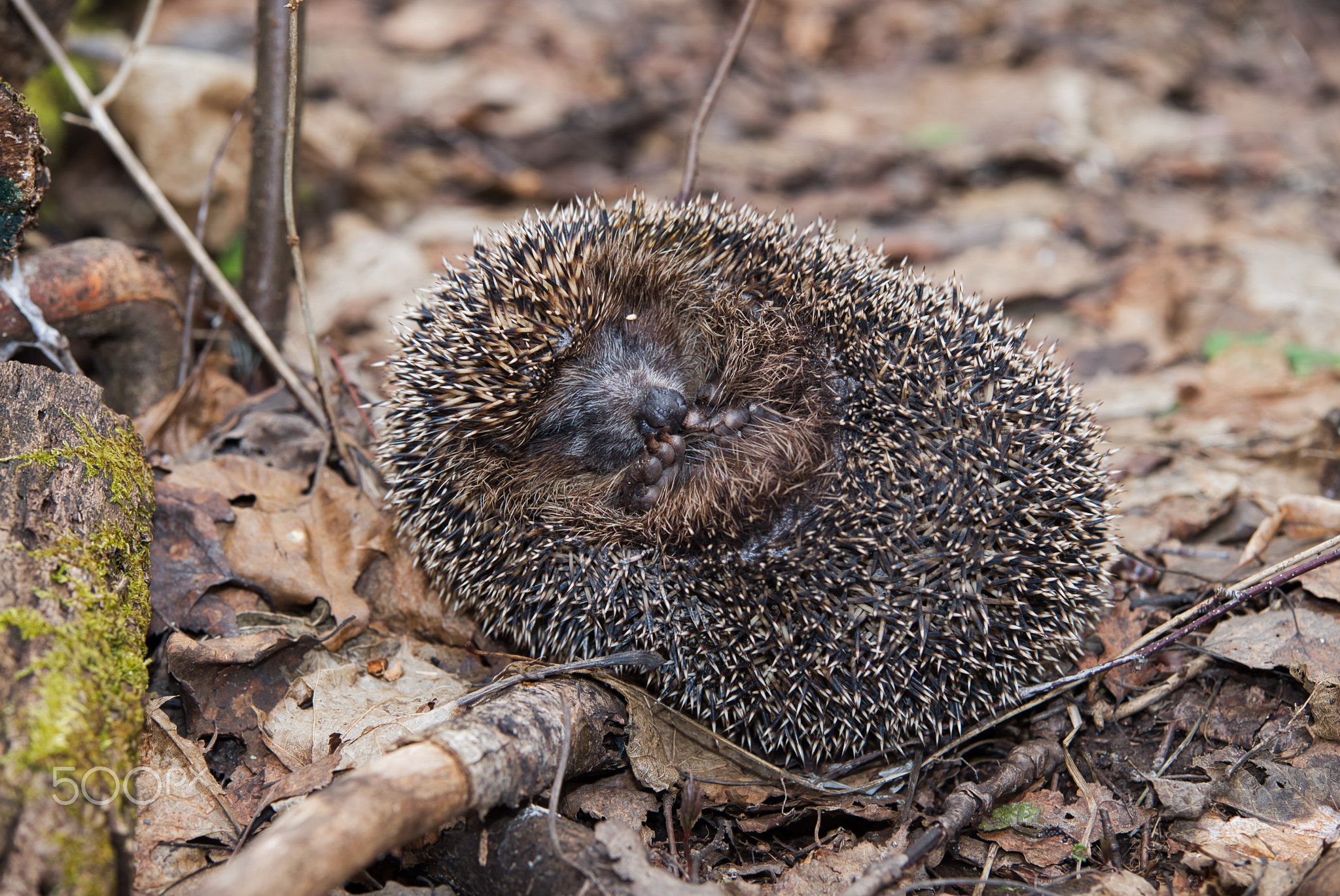 spring hedgehog